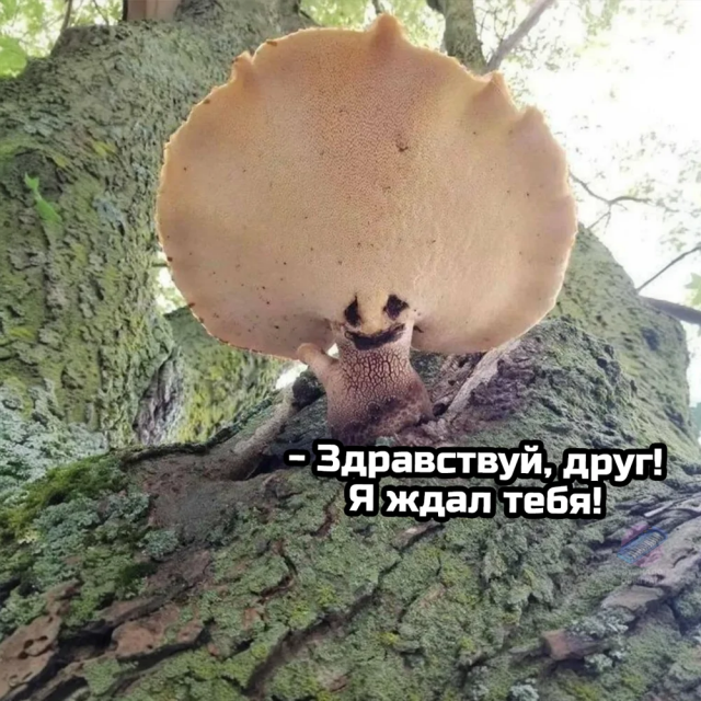 Немного грибного юмора