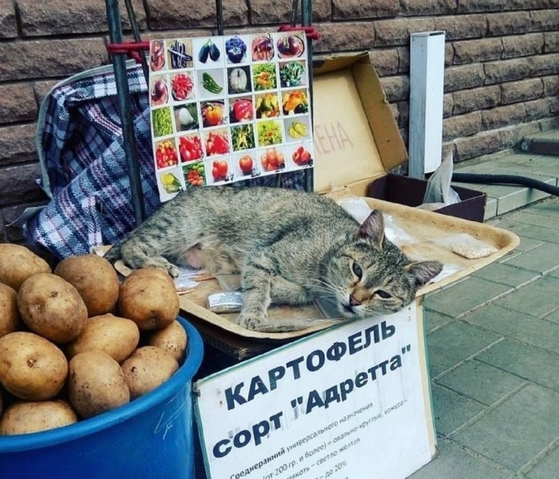 
        Кошка и&nbsp;картошка: 22&nbsp;милых снимка, демонстрирующих единство приятного и&nbsp;полезного    