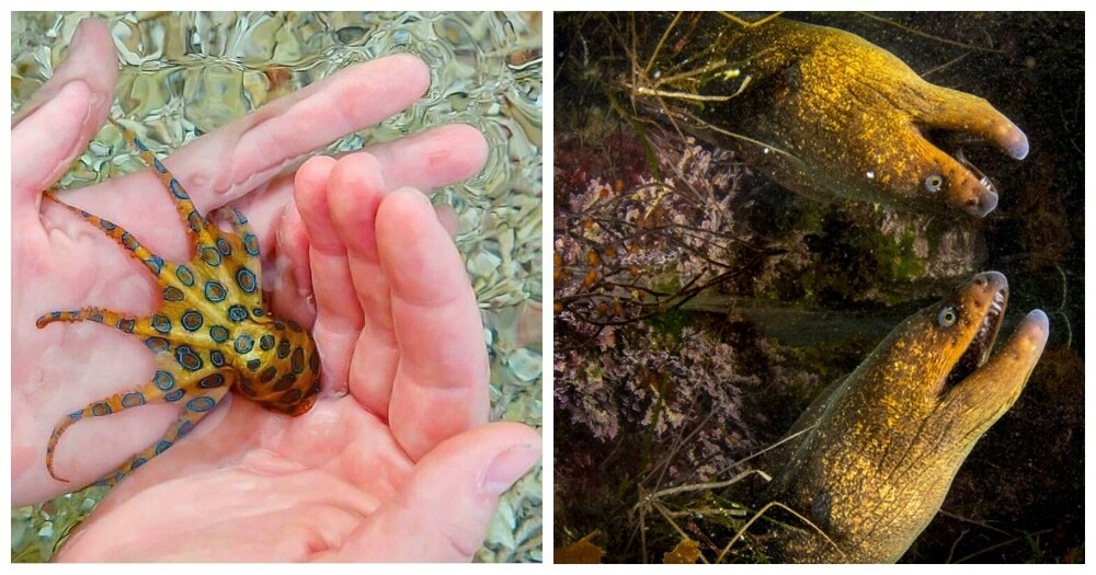 20 снимков, демонстрирующих магическую красоту океана и его обитателей
20 снимков, демонстрирующих магическую красоту океана и его обитателей