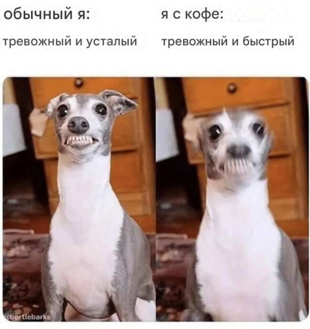 Прикольные мемы для профессиональных прокрастинаторов Прикольные мемы для профессиональных прокрастинаторов