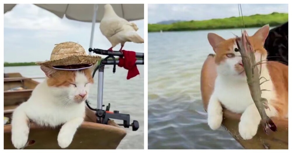 
        Китайский рыбак и&nbsp;его&nbsp;питомцы    