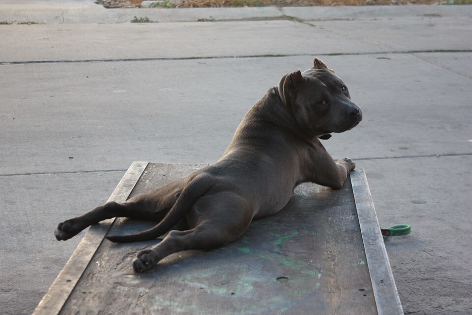 
        20&nbsp;животных, изяществу и&nbsp;грации которых позавидует любая модель    