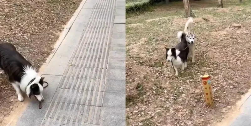 
        "Не&nbsp;делай так": собака научила "манерам" хозяина во&nbsp;время прогулки    