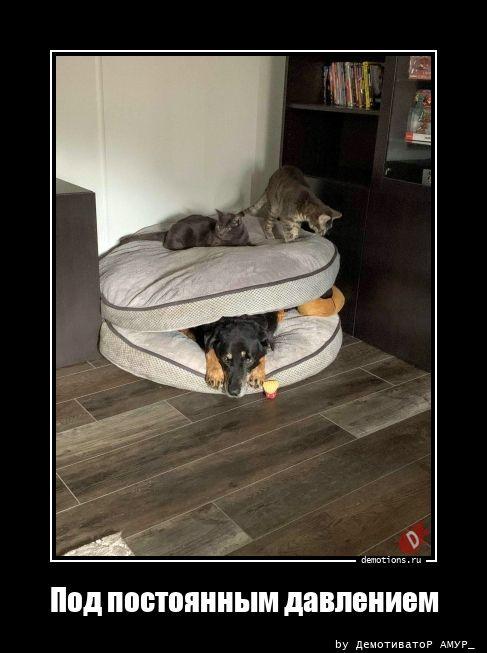 
			Демотиваторы №3757 (17 фото)