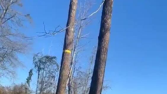 В США мужчина получил тяжёлые травмы при попытке спилить дерево
В США мужчина получил тяжёлые травмы при попытке спилить дерево