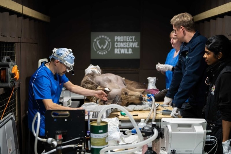 
        Медведь, который первым в&nbsp;мире перенёс операцию на&nbsp;головном мозге, отметил день рождения    