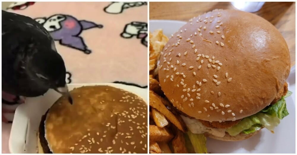 
        Пернатый помогает очистить булку бургера от&nbsp;кунжута    