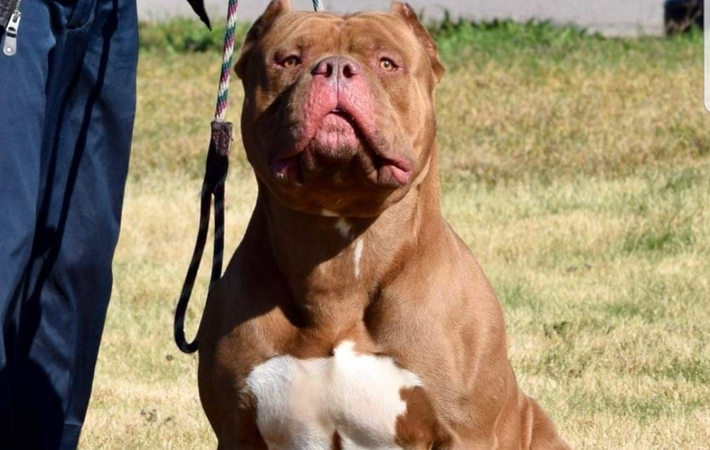 
        Американский булли    