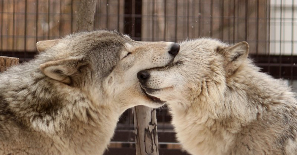 
        Зачем собаки и&nbsp;волки кусают друг друга за&nbsp;морду?    