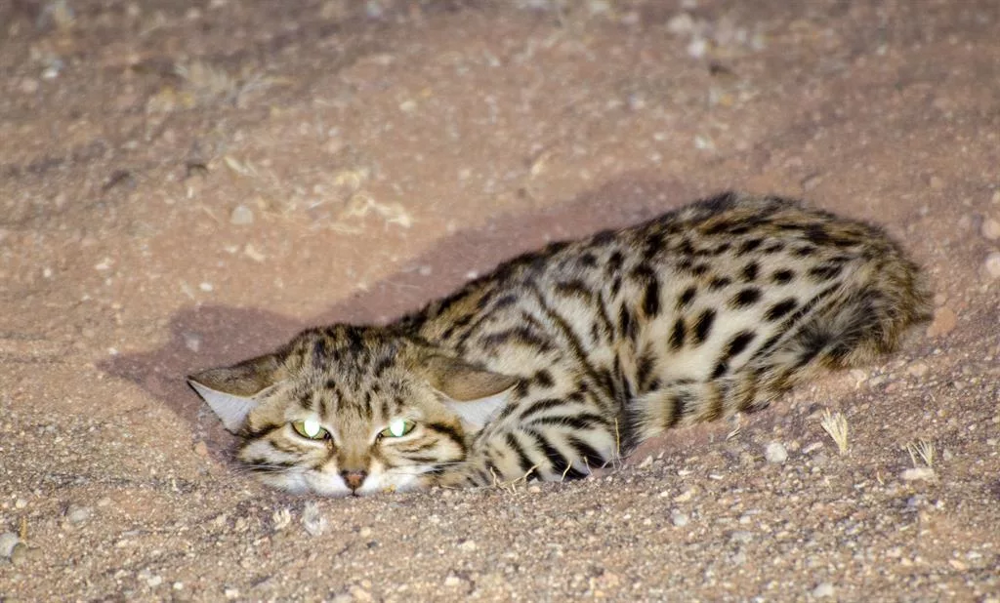 
        Черноногая кошка: малютка-терминатор уносит по&nbsp;15&nbsp;жизней за&nbsp;ночь    