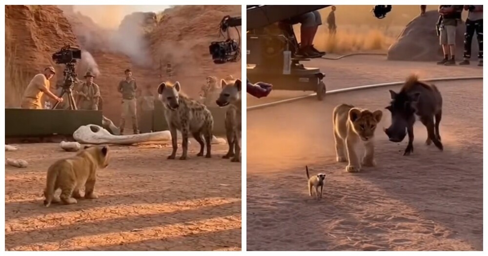 
        Как&nbsp;снимали бы&nbsp;&laquo;Короля Льва&raquo; без&nbsp;CGI: нейросеть показала забавную версию классики    