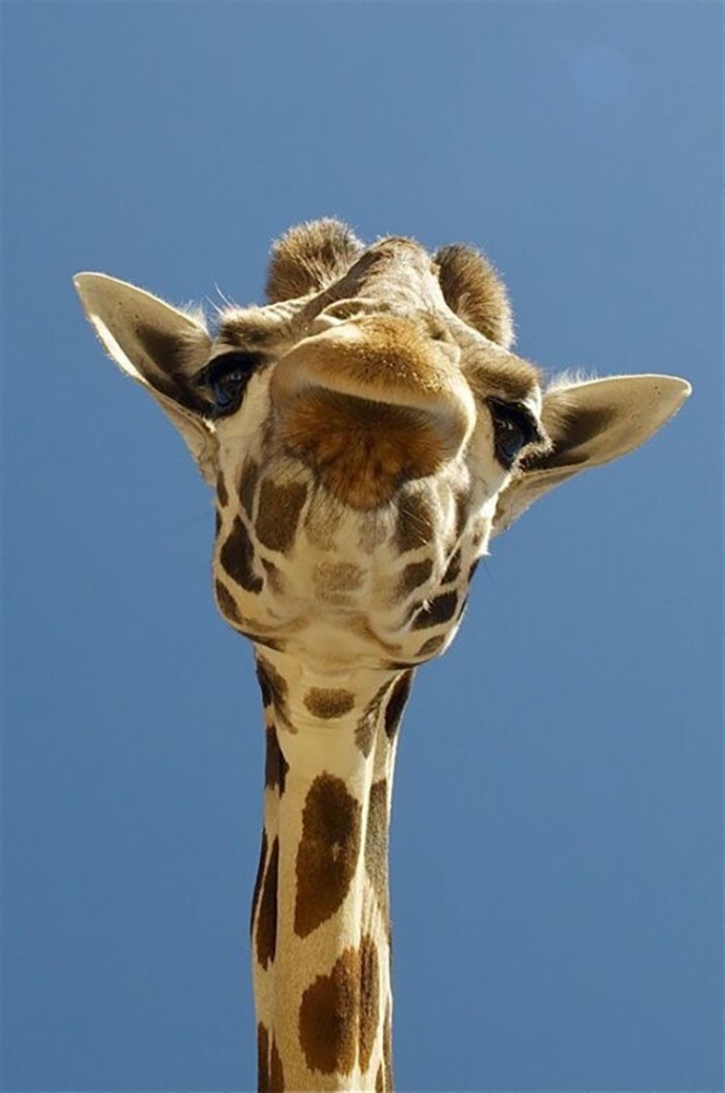 40 снимков прелестных созданий с невероятно мощной аурой позитива
40 снимков прелестных созданий с невероятно мощной аурой позитива