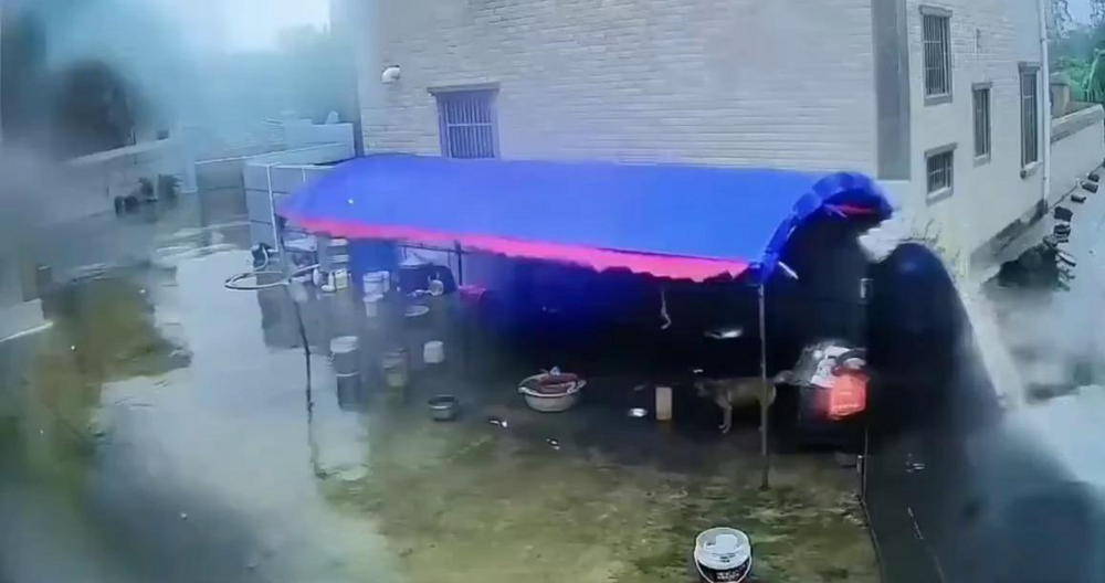 Сильный ветер едва не погубил собаку
Сильный ветер едва не погубил собаку