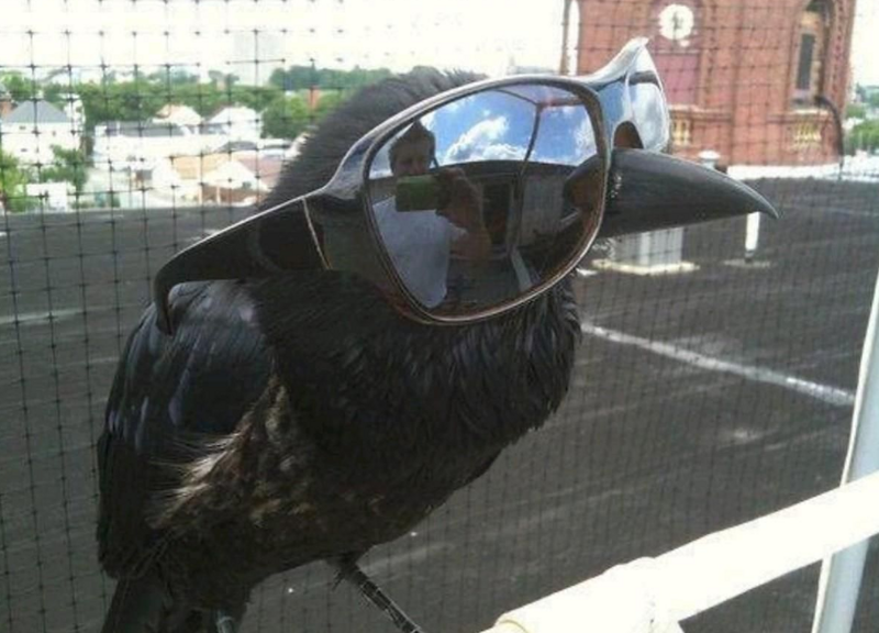 
        Причины, по&nbsp;которым не&nbsp;стоит заводить дома ворона    