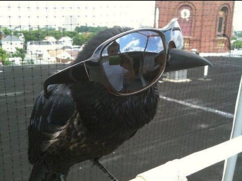 
        Причины, по&nbsp;которым не&nbsp;стоит заводить дома ворона    