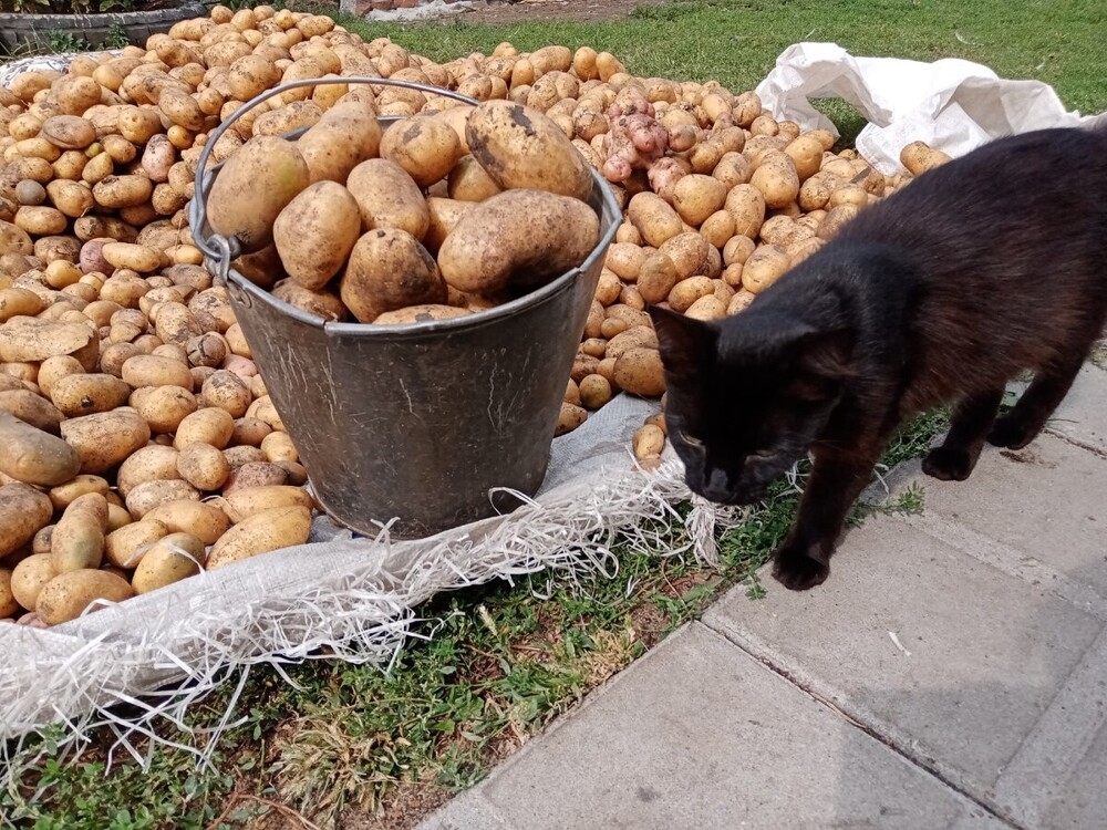 
        Кошка и&nbsp;картошка: 22&nbsp;милых снимка, демонстрирующих единство приятного и&nbsp;полезного    