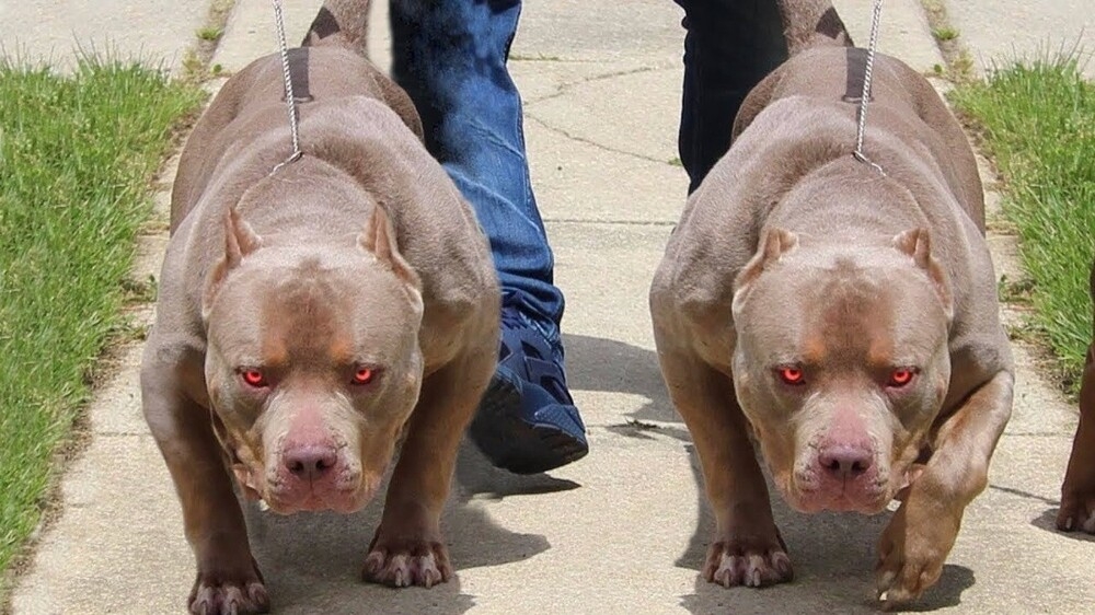 
        Американский булли    