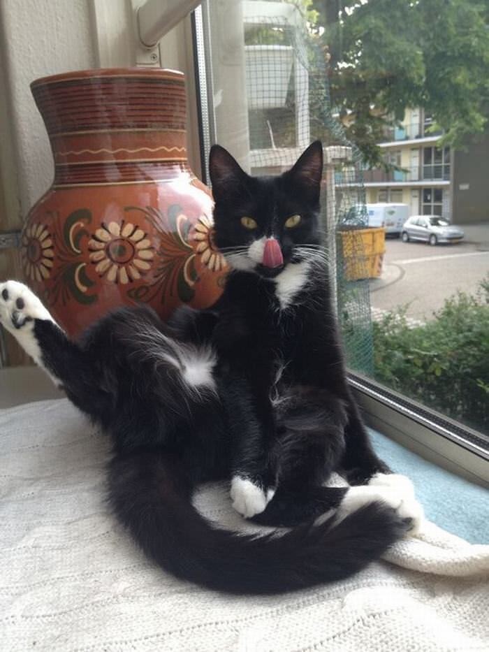 
        20&nbsp;животных, изяществу и&nbsp;грации которых позавидует любая модель    