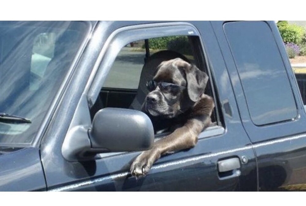 40 снимков прелестных созданий с невероятно мощной аурой позитива
40 снимков прелестных созданий с невероятно мощной аурой позитива