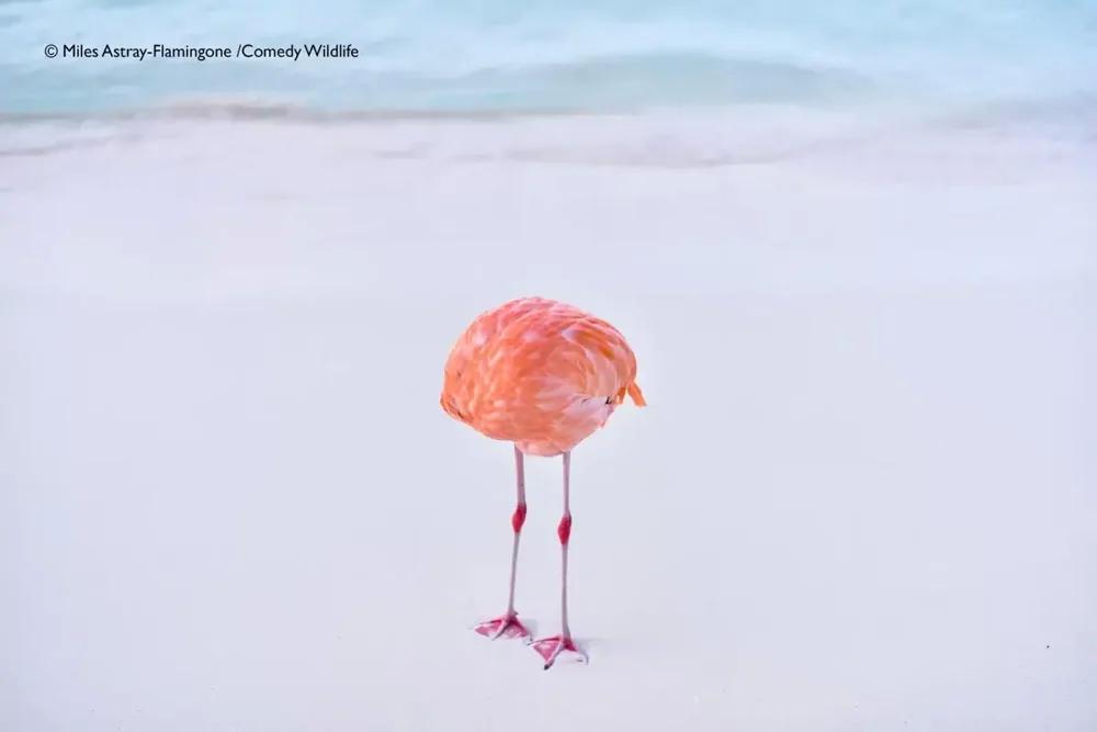 Конкурс комедийных фотографий дикой природы показал финалистов 2025 года
Конкурс комедийных фотографий дикой природы показал финалистов 2025 года