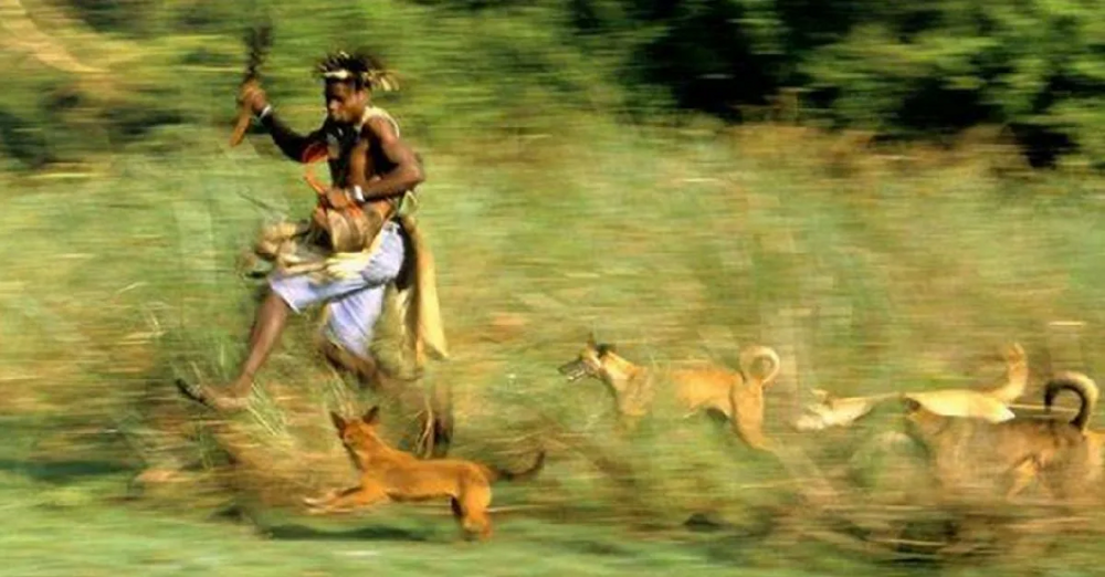 Какие породы собак выживут в дикой природе?
Какие породы собак выживут в дикой природе?