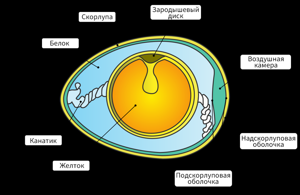 
        Подробное описание развития внутри яйца: интереснейший процесс, который мало кто&nbsp;знает    