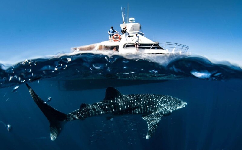 20 снимков, демонстрирующих магическую красоту океана и его обитателей
20 снимков, демонстрирующих магическую красоту океана и его обитателей