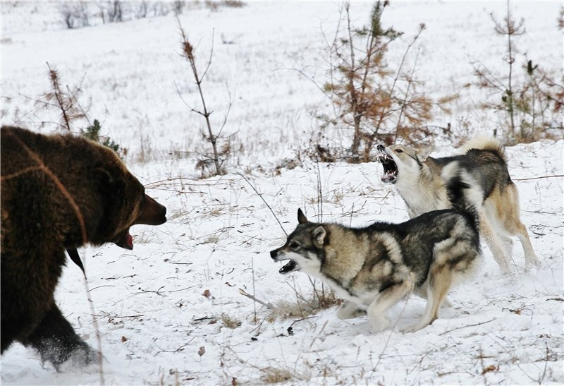 Какие породы собак выживут в дикой природе?
Какие породы собак выживут в дикой природе?