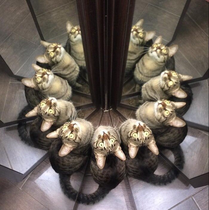 15 фотографий, которые доказывают, что котики и зеркала — это идеальное сочетание
15 фотографий, которые доказывают, что котики и зеркала — это идеальное сочетание