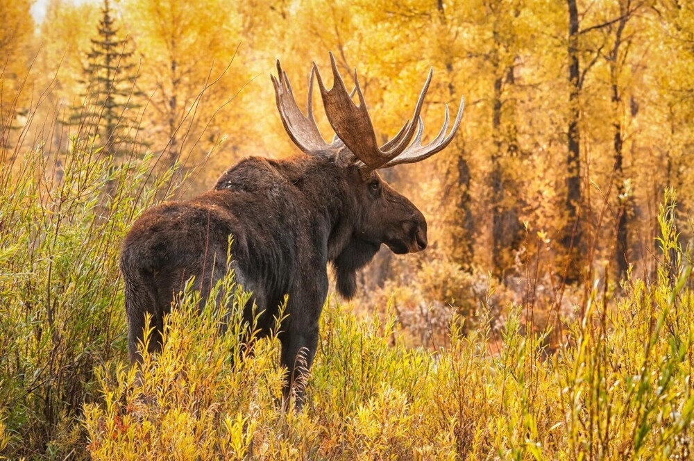 
        5&nbsp;фактов, которые меняют представление о&nbsp;лосе    