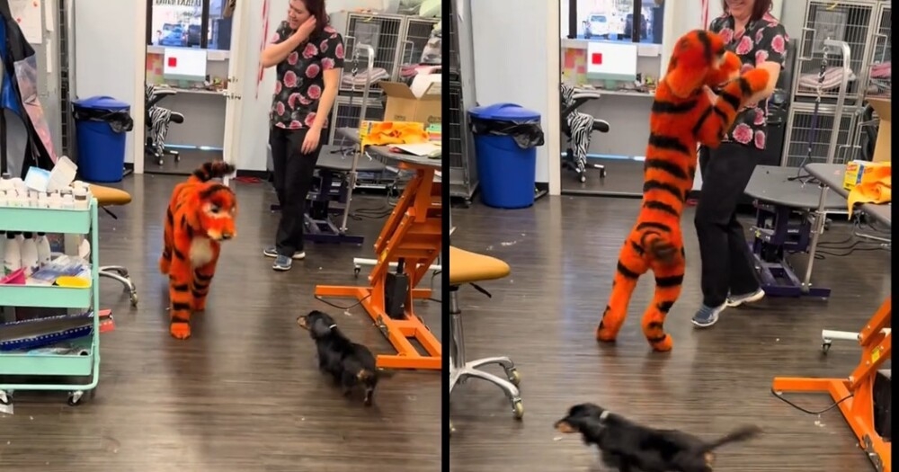 
        Собаку покрасили в&nbsp;Тигру из&nbsp;&laquo;Винни-Пуха&raquo; к&nbsp;Хэллоуину    