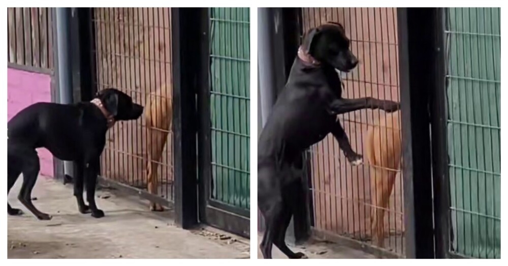 Собачьи отношения на расстоянии
Собачьи отношения на расстоянии