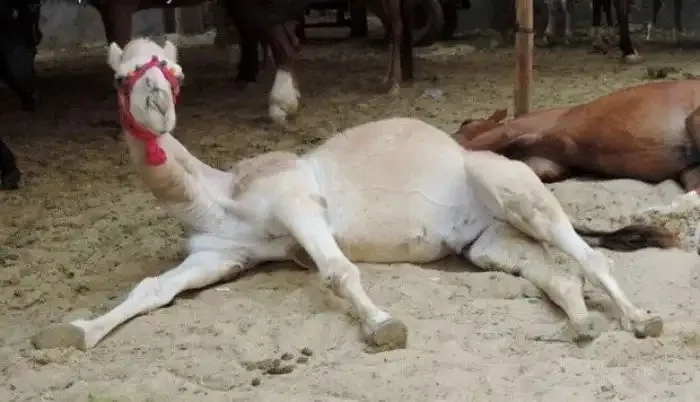 
        20&nbsp;животных, изяществу и&nbsp;грации которых позавидует любая модель    