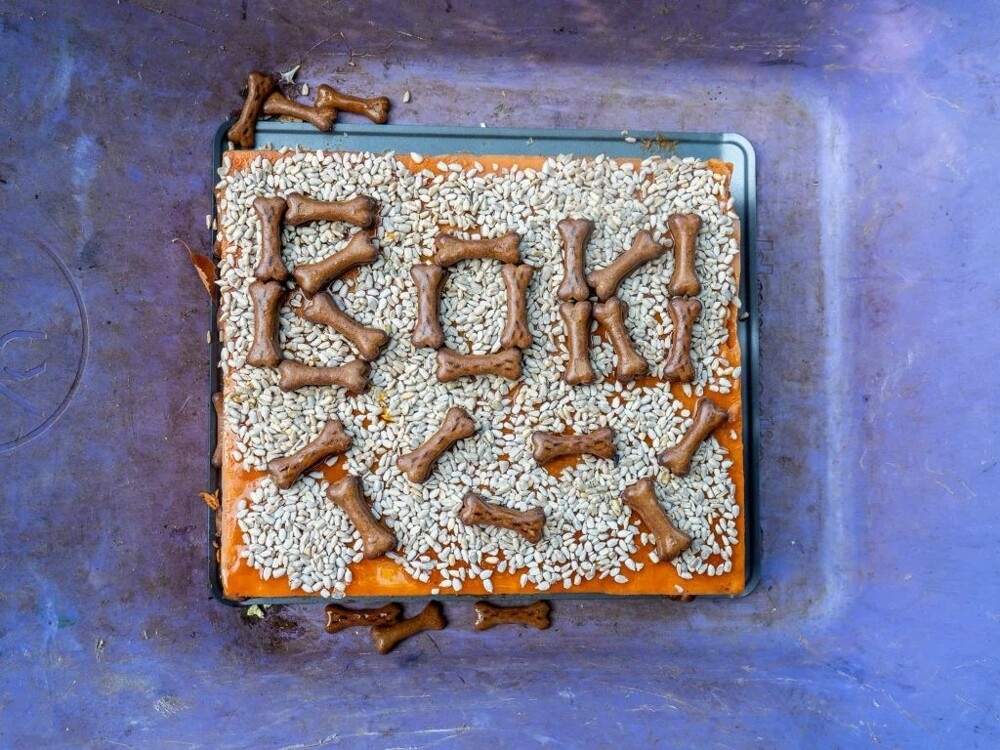 
        Медведь, который первым в&nbsp;мире перенёс операцию на&nbsp;головном мозге, отметил день рождения    