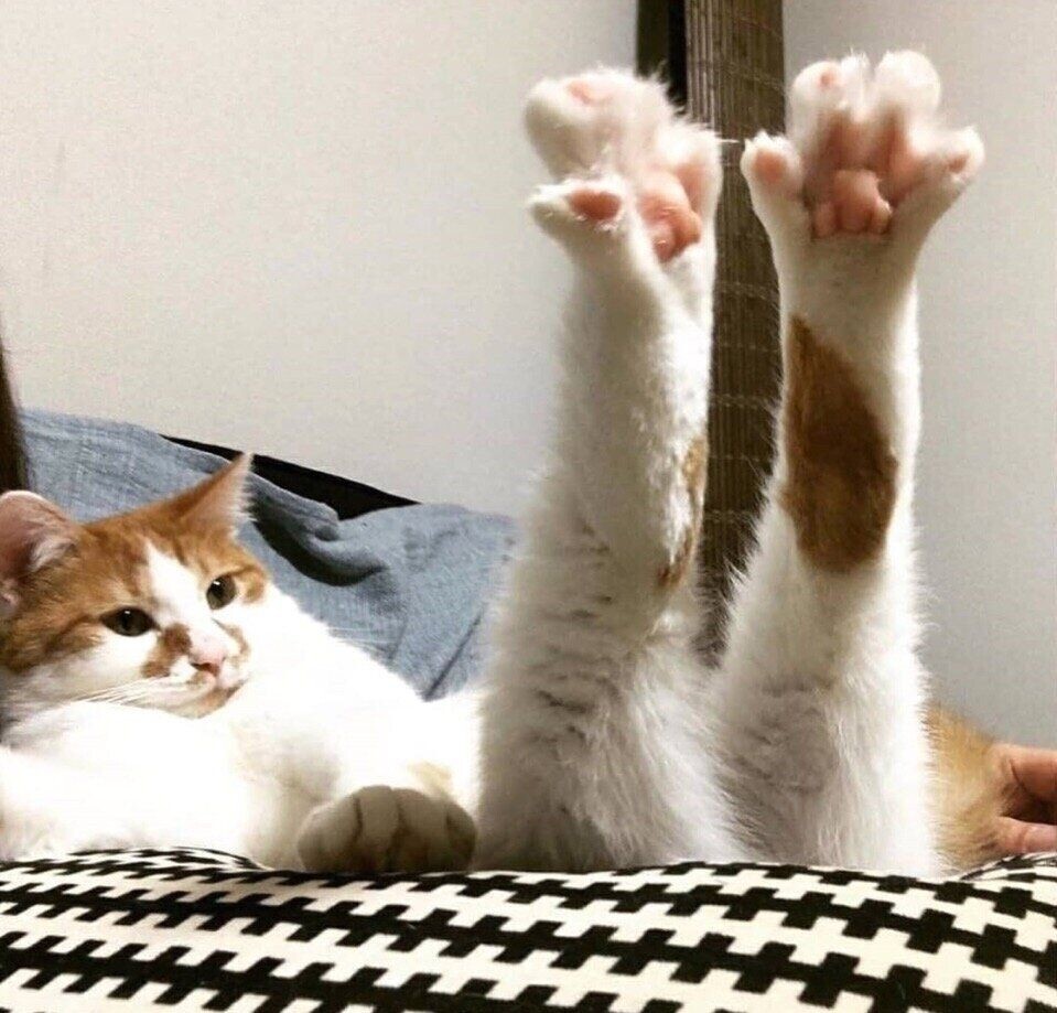 
        20&nbsp;животных, изяществу и&nbsp;грации которых позавидует любая модель    