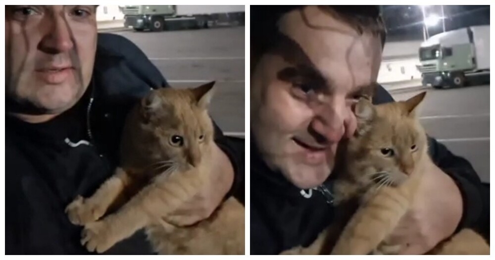 
        Дальнобойщик развелся с&nbsp;женой из-за пропавшего кота    