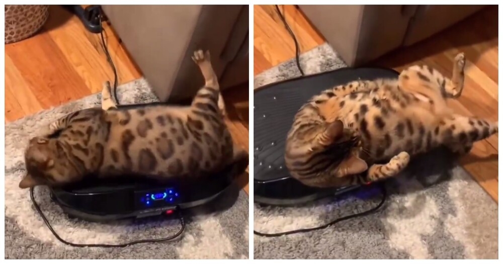 
        Кошка нашла себе вибромассажер    