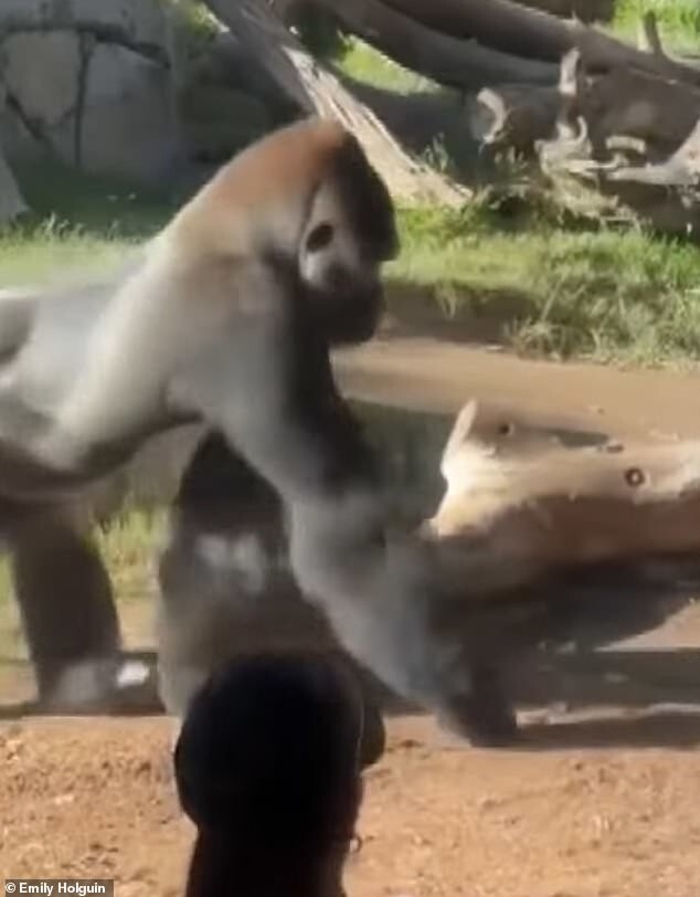 В зоопарке Сан-Диего горилла разбила стеклянное ограждение
В зоопарке Сан-Диего горилла разбила стеклянное ограждение