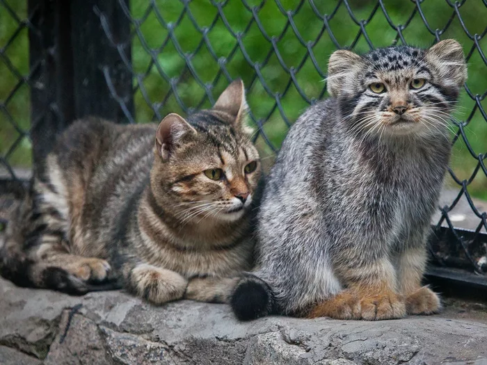 
        Манул: асоциальный мизантроп    