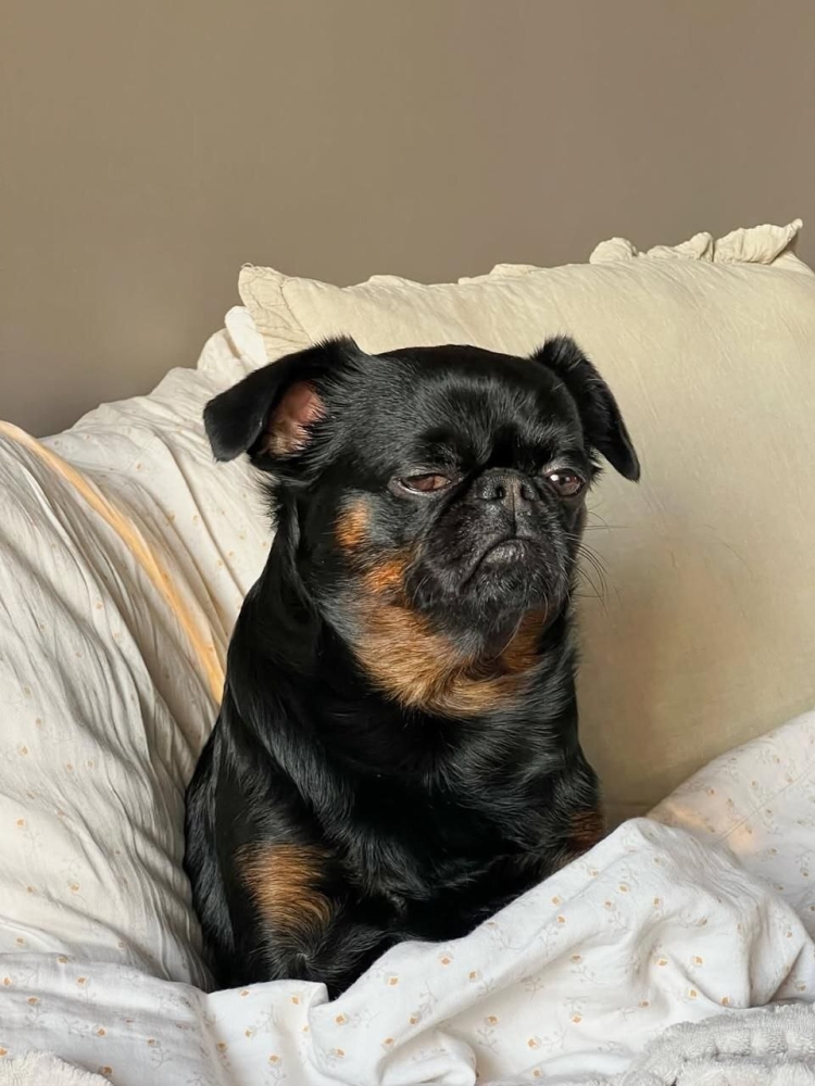 
        Пёс&nbsp;с&nbsp;постоянно хмурой мордочкой    