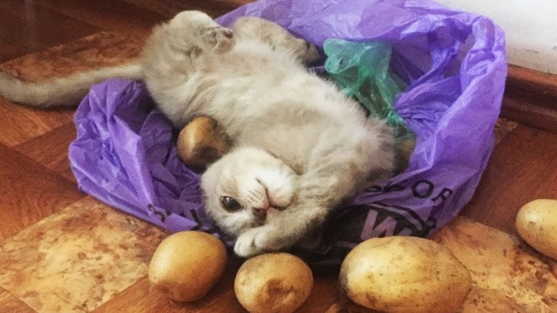 
        Кошка и&nbsp;картошка: 22&nbsp;милых снимка, демонстрирующих единство приятного и&nbsp;полезного    