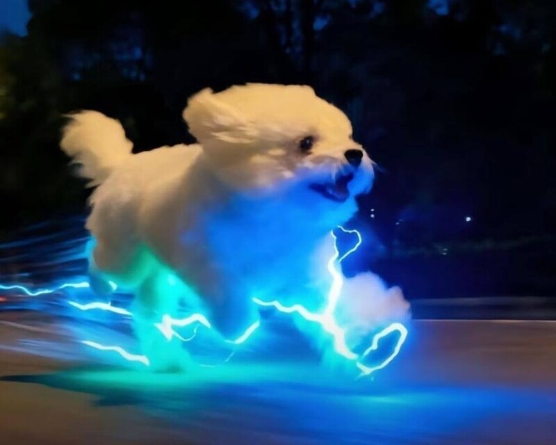 Пёс, будто сошедший с постера к «Мстителям»
Пёс, будто сошедший с постера к «Мстителям»