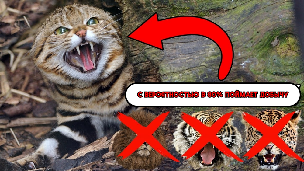 
        Черноногая кошка: малютка-терминатор уносит по&nbsp;15&nbsp;жизней за&nbsp;ночь    