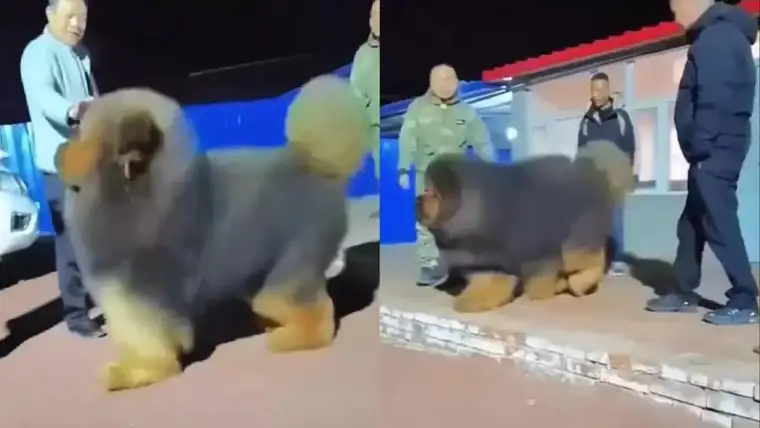 
        Тибетский мастиф &mdash; самая дорогая собака на&nbsp;земле    