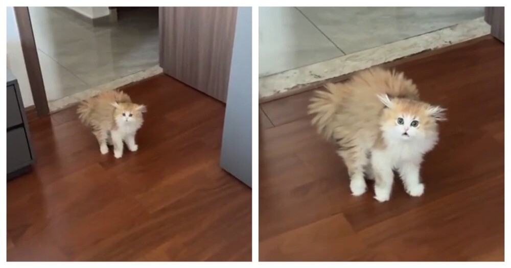 Реакция кошки на новую прическу хозяйки
Реакция кошки на новую прическу хозяйки