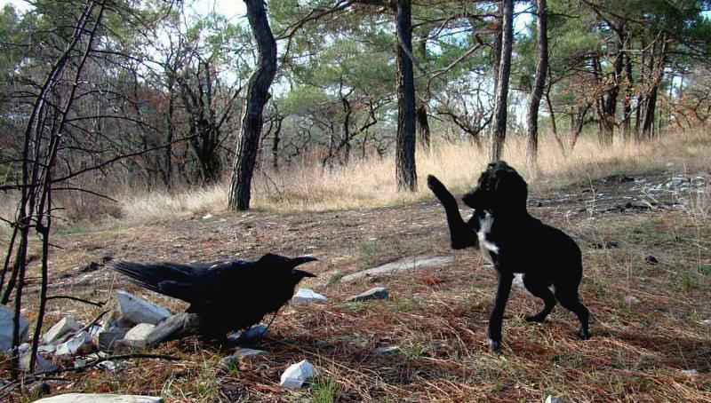 
        Причины, по&nbsp;которым не&nbsp;стоит заводить дома ворона    