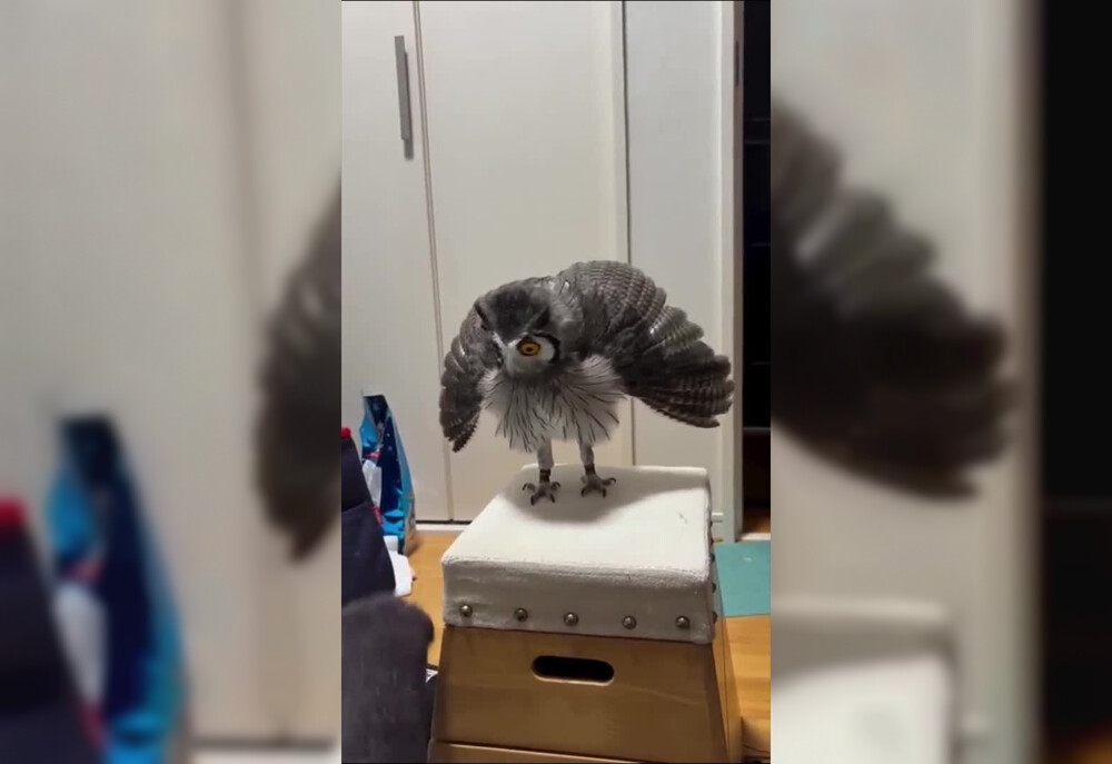 
        Реакция совы на&nbsp;ноги в&nbsp;носках    