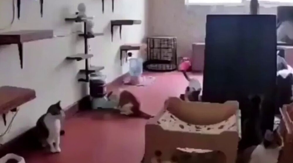 
        Внезапная кошачья паника    