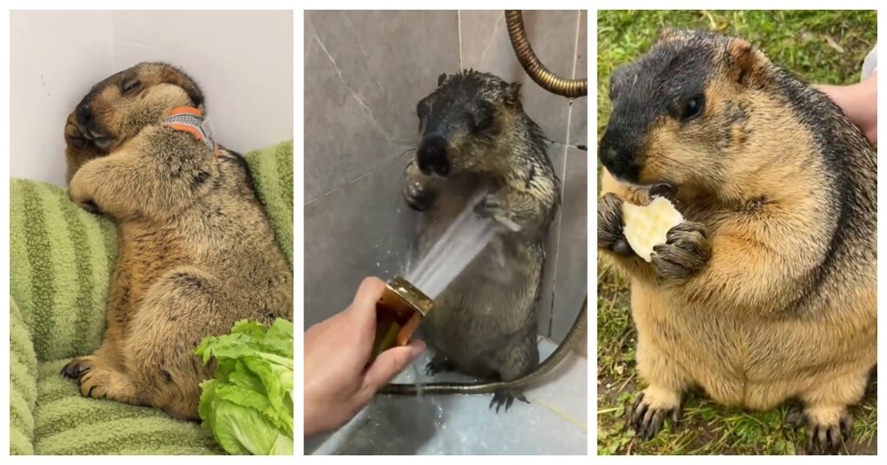 
        Из&nbsp;жизни сурков    