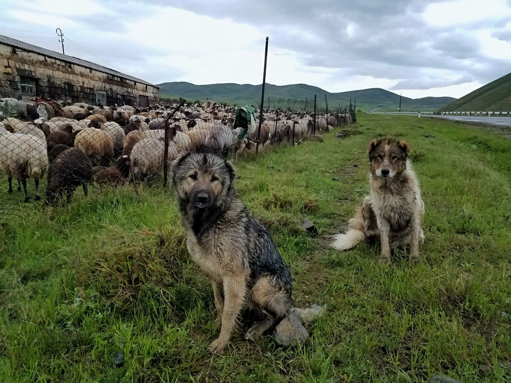 Гампр: армянский терминатор, одна из мощнейших в мире пород собак
Гампр: армянский терминатор, одна из мощнейших в мире пород собак